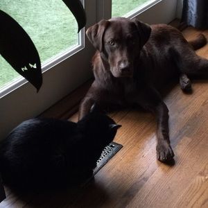 Meet your Posher, Storm